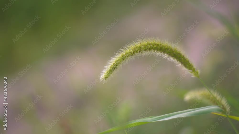 Close up of grassland vegetation on a blurred background. Slow motion. Close up of grassland vegetation on a blurred background. Slow motion.