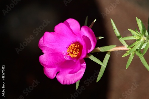 Red Portulaca grandiflora flower Photographed on the pot in the daytime