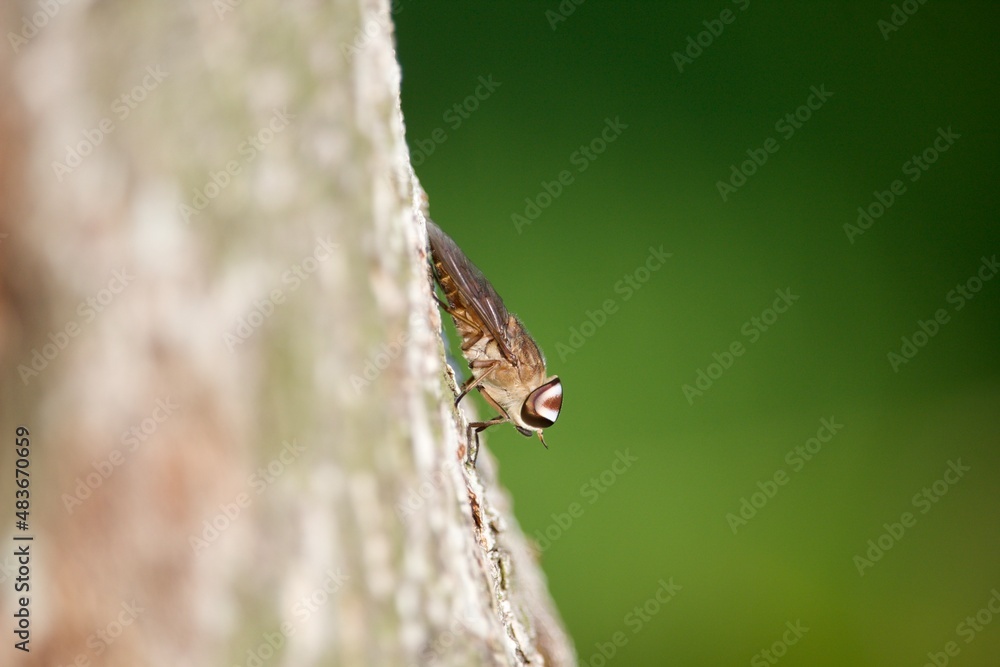 a big fly perched on a big tree