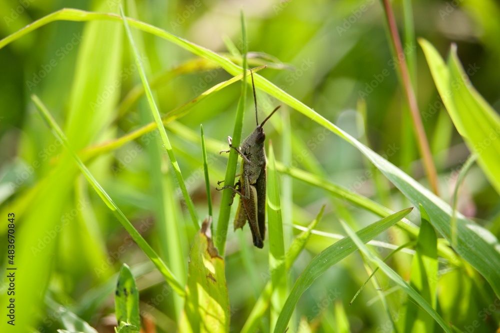a grasshopper perched on a rice tree a grasshopper perched on a rice tree