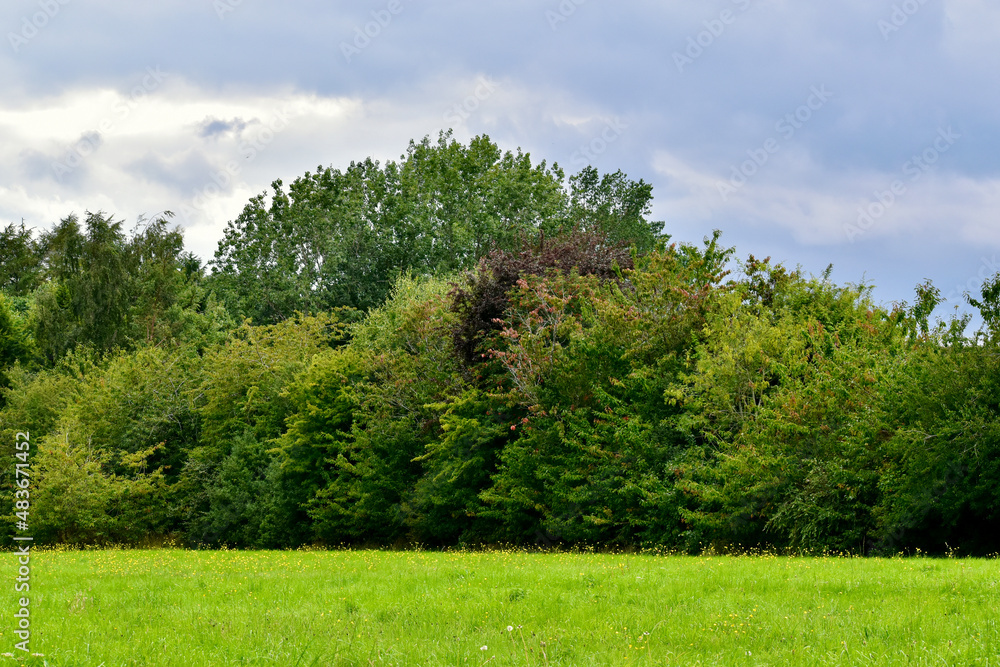Landscape with trees, West Midlands, England, UK Landscape with trees, West Midlands, England, UK