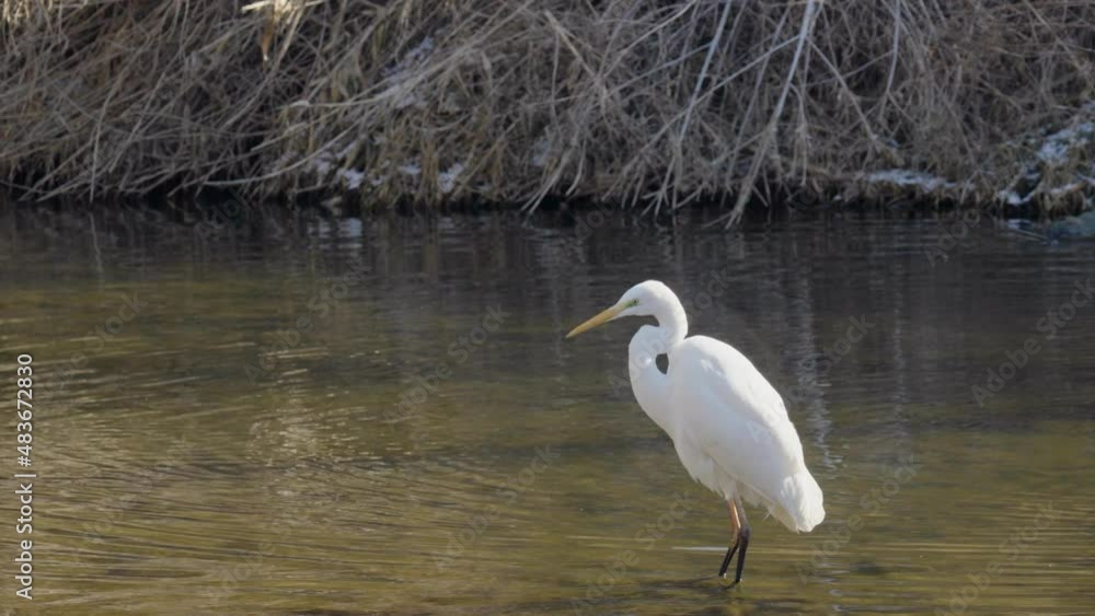 Great white egret (Ardea alba) or heron hunting on shallow river stream in winter Great white egret (Ardea alba) or heron hunting on shallow river stream in winter