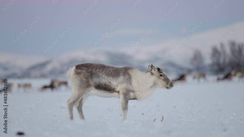 Reindeer Pooping In The Snow During Winter Season. - close up Reindeer Pooping In The Snow During Winter Season. - close up