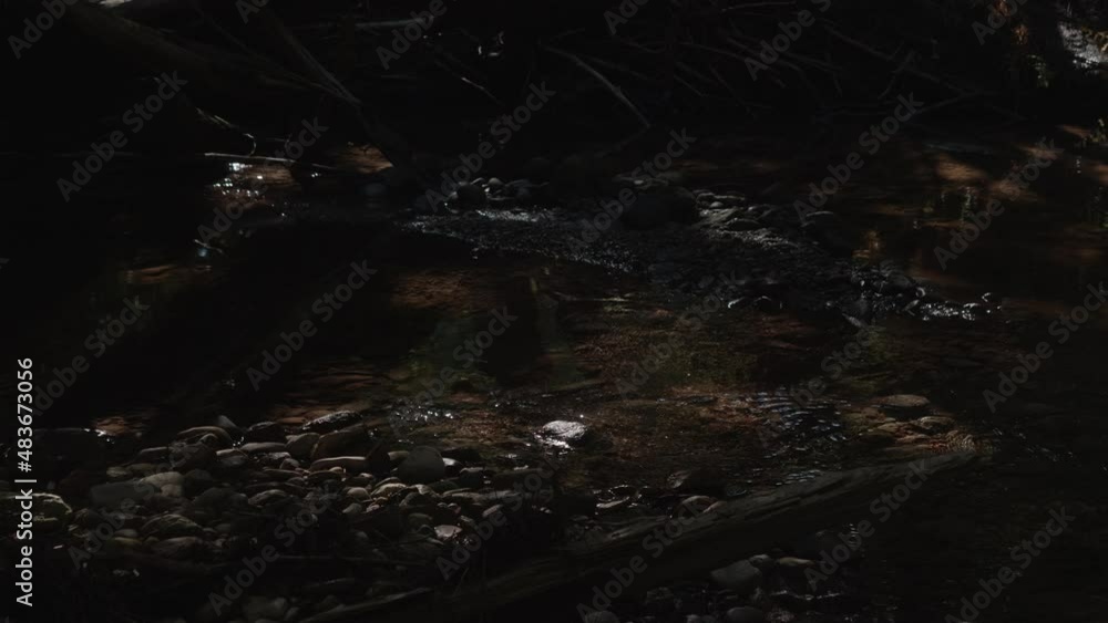 A shimmering rocky river bed is seen under the foliage A shimmering rocky river bed is seen under the foliage