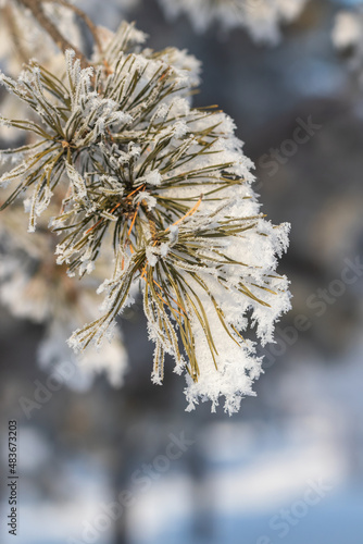 Winter background: Sona branch with needles covered with fluffy snow close-up