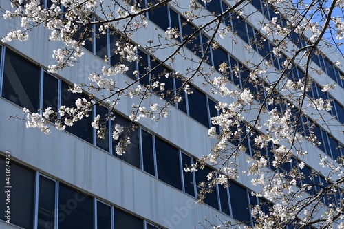 Fototapeta Naklejka Na Ścianę i Meble -  東京の目黒川の桜の花とビルの都市風景