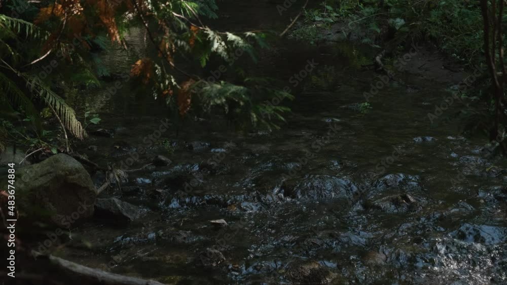 A closeup shot of a forest river running along the stone bed A closeup shot of a forest river running along the stone bed