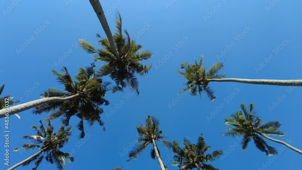 Look up coconut tree in blue background sunny day Look up coconut tree in blue background sunny day