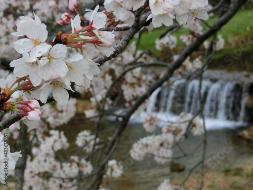 日本の春の代表的な風景 満開の桜が咲く芦屋川(兵庫県芦屋市)