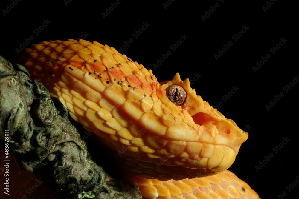 Obraz premium Profile of Venomous Yellow Eyelash Viper Snake