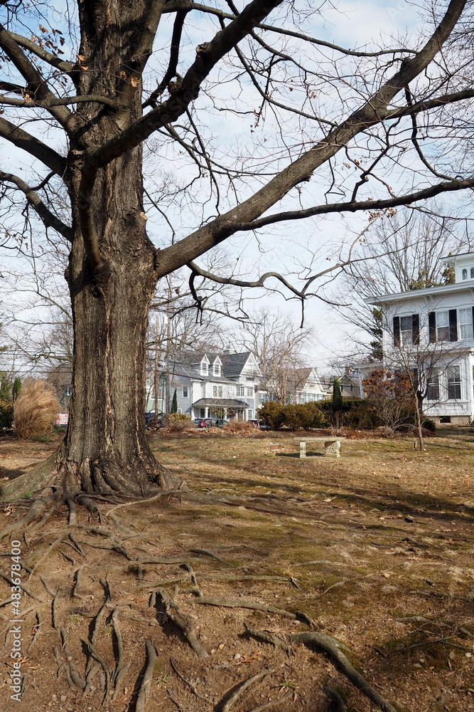The roots of this old tree are showing above the ground. The roots of this old tree are showing above the ground.