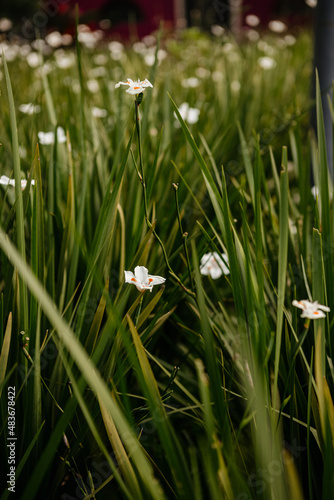 Flores Brancas Pequenas