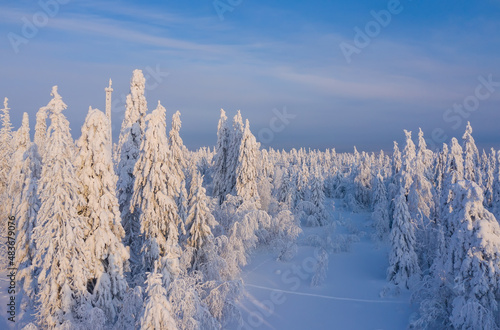 winter forest with frozen icy trees