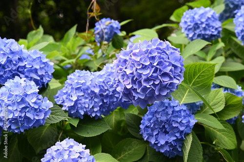 紫陽花の紫色の花（日本の東京都王子の飛鳥山）