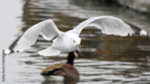 Seagulls at Scarborough Bluffs Park, Ontario, Canada