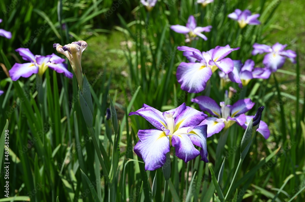 日本庭園の池のほとりで咲く紫色の菖蒲の風景（東京の浜離宮恩賜庭園）