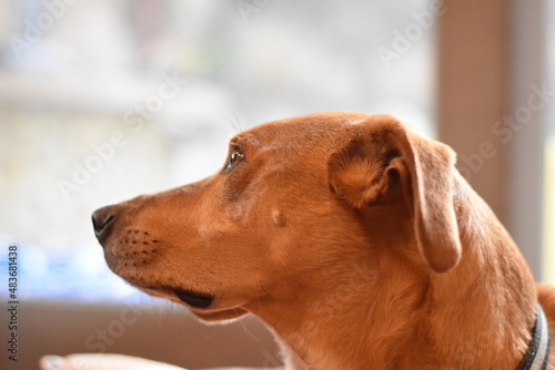 Light brown dog face close up