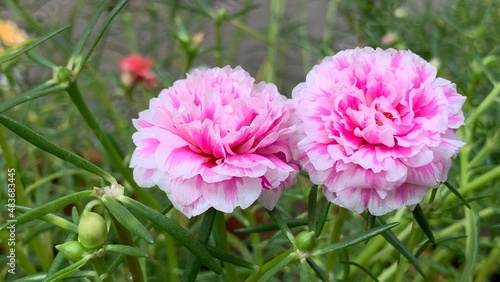 Two pink Moss-roses in the garden