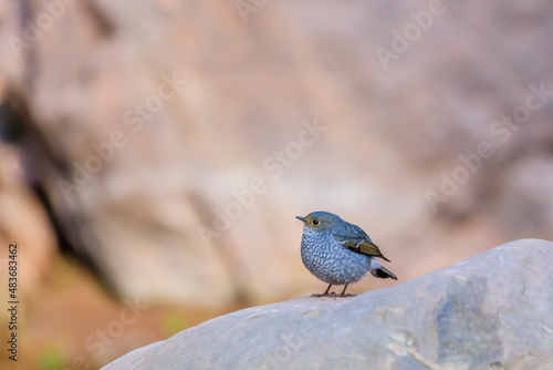 left profile of a plumbeous water redstart photo