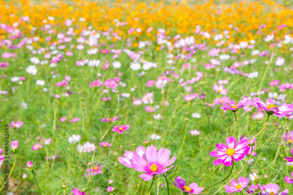 秋桜畑／埼玉県鴻巣市
