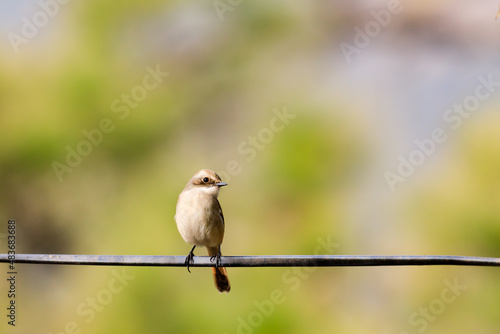 common woodshrike perched on a electrical cable © Snapchitra