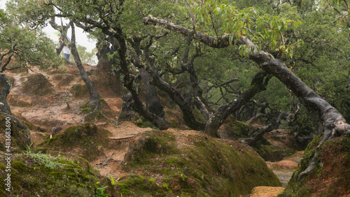 Bonsai-like trees that grow and live naturally in the Fatumnasi conservation forest, become an attractive sight for visiting tourists. photo