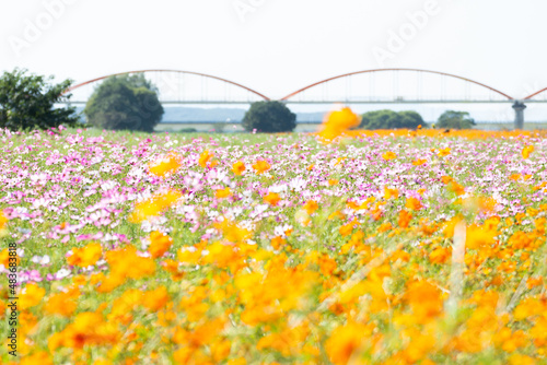 秋桜畑／埼玉県鴻巣市
