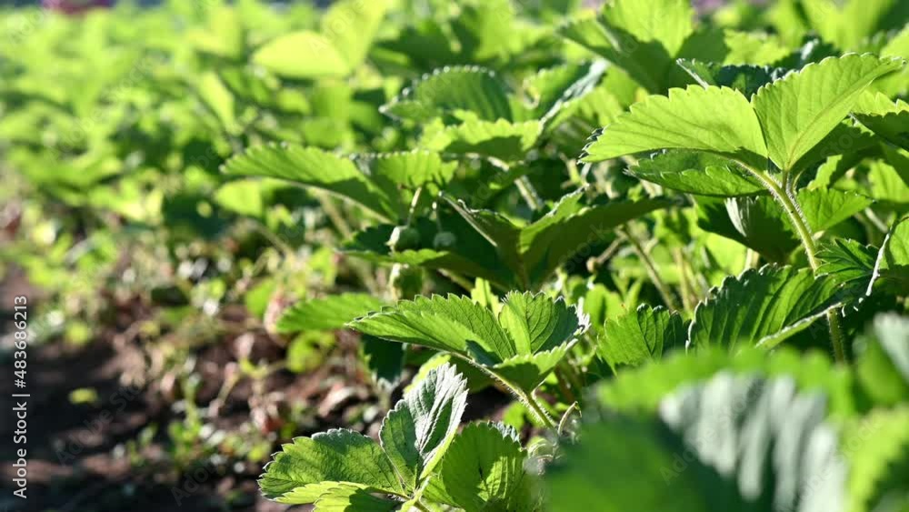 close-up of a strawberry plantation in the vegetable garden in the garden at the dacha. The concept of conservation of nature and agriculture. close-up of a strawberry plantation in the vegetable garden in the garden at the dacha. The concept of conservation of nature and agriculture.