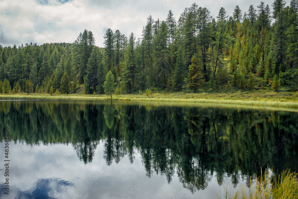 Reflection of green pines in the mirror surface of lake. Dense coniferous forest on the shore of a calm river. Beautiful natural background, photo wallpaper.
