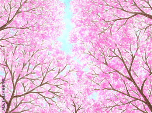 Cherry blossoms in full bloom drawn with digital watercolor