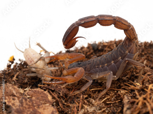 P1240102 parthenogenetic Indian scorpion, Lychas tricarinatus, with cricket cECP 2022