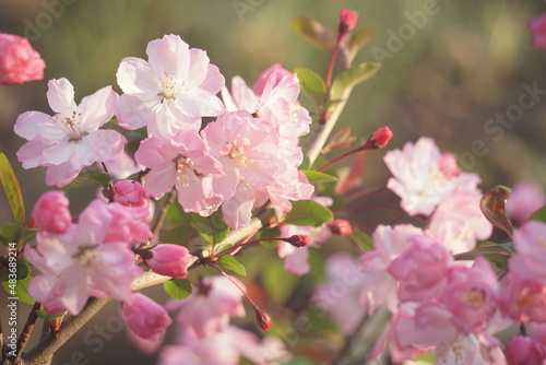 桜 © 豆助