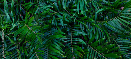 Full Frame of Green Leaves Pattern Background, Nature Lush Foliage Leaf Texture.