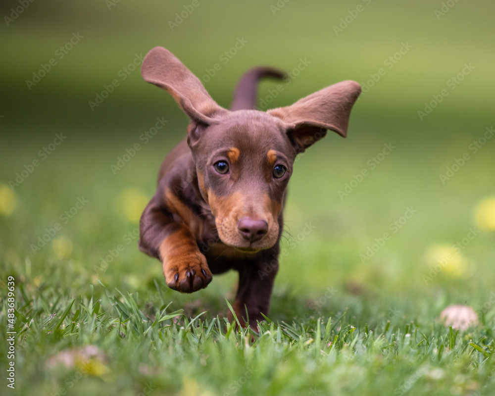 Puppy run