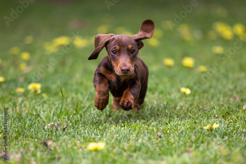 Dachshound