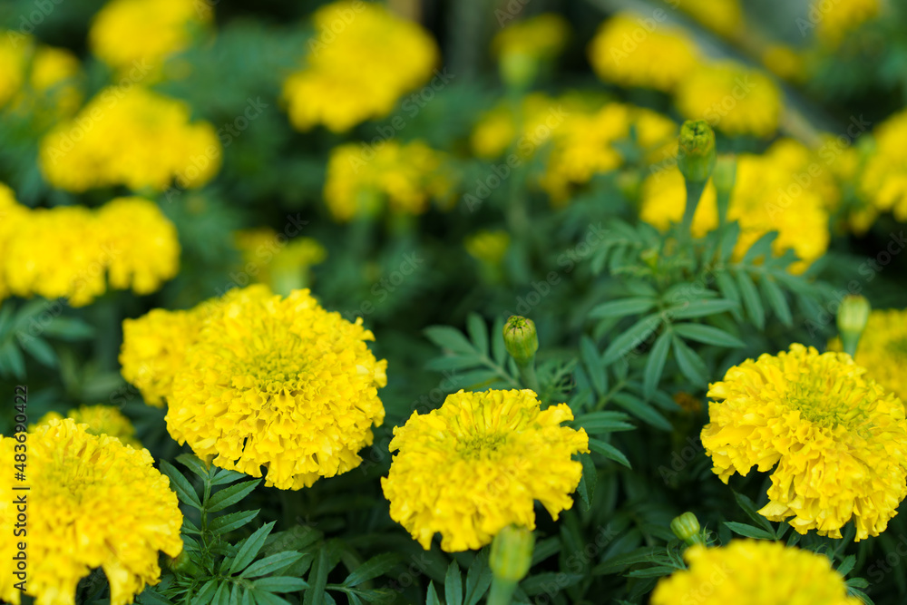 many plants and marigolds bush or yellow flower garden to the golden natural tree with green leaves on top view for nature background with blooming and buds flowers many plants and marigolds bush or yellow flower garden to the golden natural tree with green leaves on top view for nature background with blooming and buds flowers