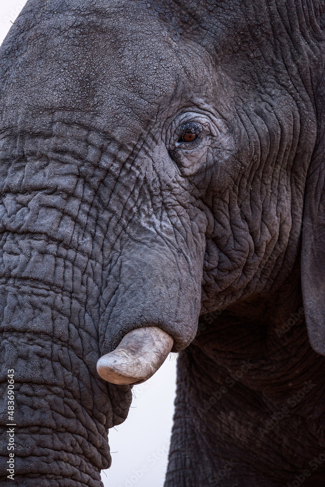 A beautiful vertical detailed close up portrait of an old elephant bull with a dust covered face, taken at sunset in the Madikwe Game Reserve, South Africa. A beautiful vertical detailed close up portrait of an old elephant bull with a dust covered face, taken at sunset in the Madikwe Game Reserve, South Africa.