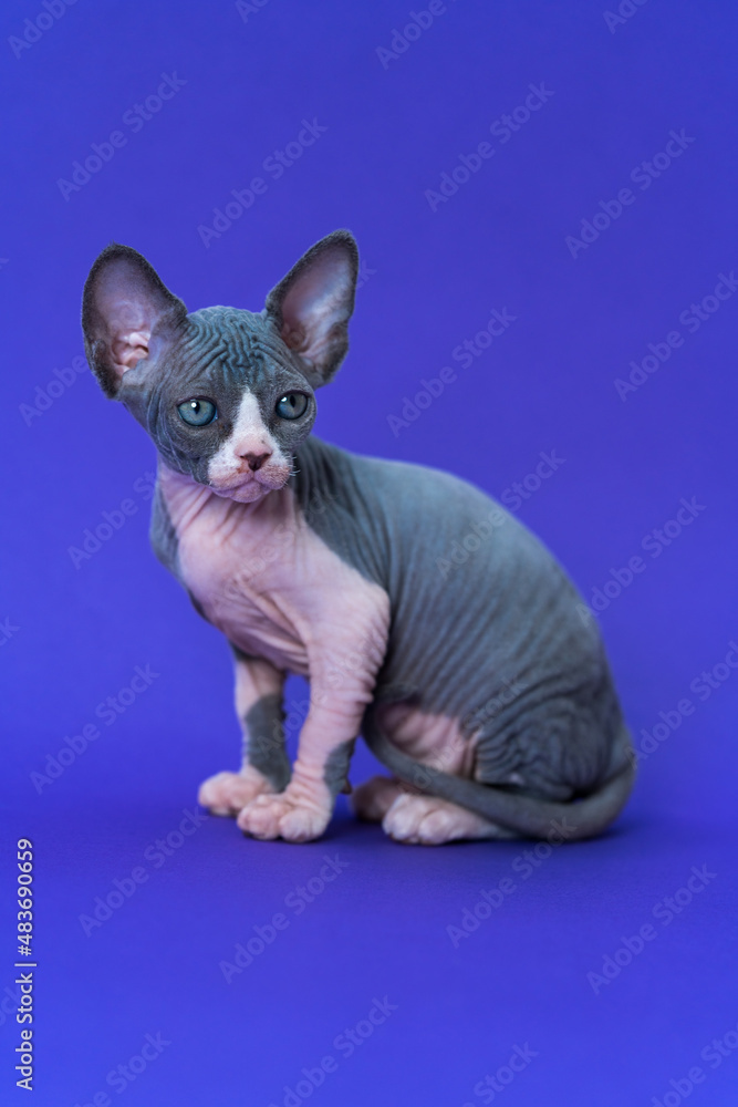 Portrait of young blue and white color Canadian Sphynx Cat sitting on blue background, looking away. Kitten of rare breed. Side view, full length. Studio shot. Concept of breeding purebred cats.