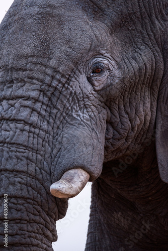 A beautiful vertical detailed close up portrait of an old elephant bull with a dust covered face, taken at sunset in the Madikwe Game Reserve, South Africa.