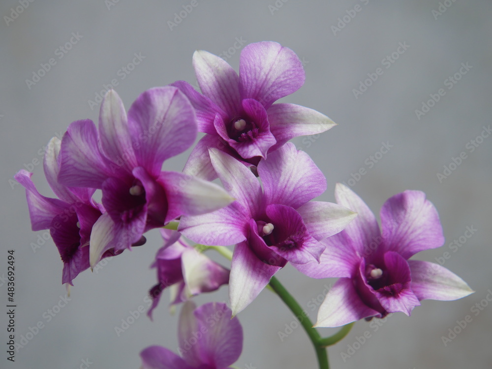 Belle Orchidée dendrobium fleurie. Gros plan Belle Orchidée dendrobium fleurie. Gros plan