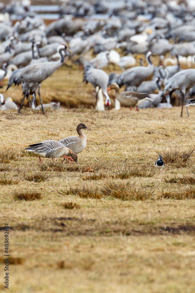 Two Taiga bean goose on a field Two Taiga bean goose on a field