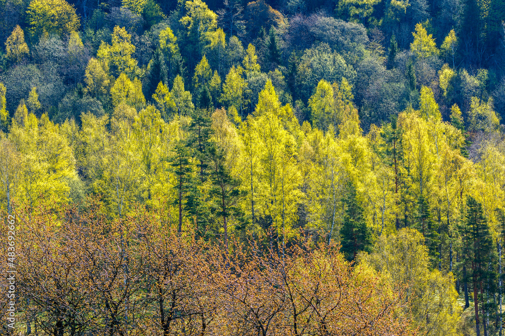 Lush tree in a beautiful sunny woodland in spring Lush tree in a beautiful sunny woodland in spring