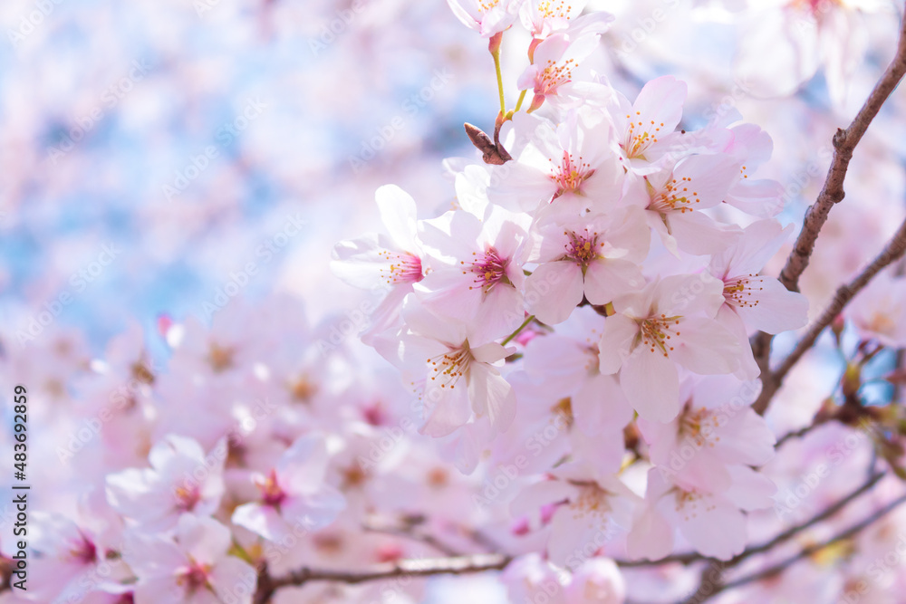 大宮公園の満開の桜