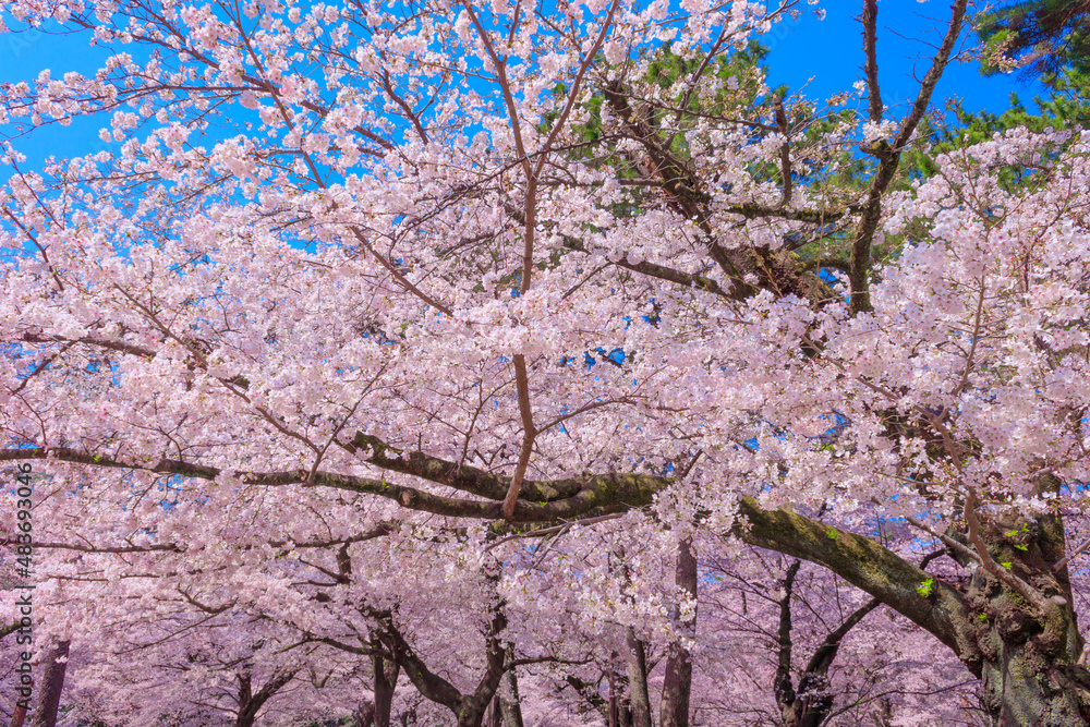 大宮公園の満開の桜