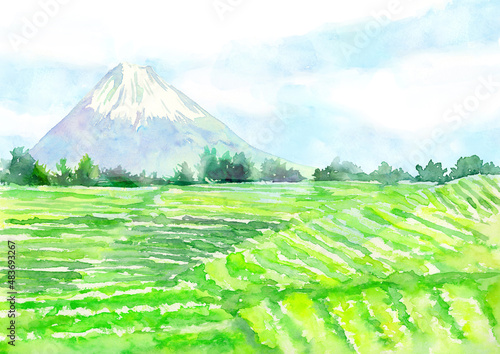 水彩で描いた富士山と茶畑の風景イラスト