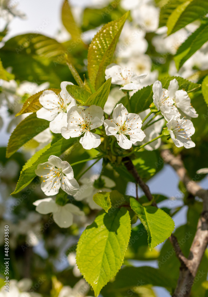Fototapeta premium Flowers on the cherry tree.
