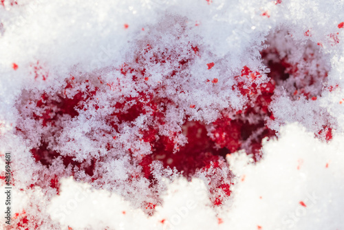 Fototapeta Naklejka Na Ścianę i Meble -  Red blood on the white snow in winter.
