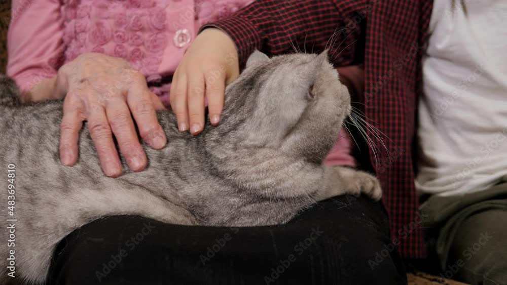 Close-up of a gray fluffy cat sitting in the arms of an elderly woman, grandson and grandmother stroking the cat. Close-up of a gray fluffy cat sitting in the arms of an elderly woman, grandson and grandmother stroking the cat.