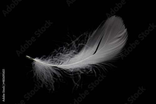 Single White Feather Isolated on Black Background.
