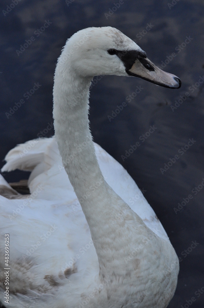 Obraz premium Mute swan swimming on the lake, river. A snow-white bird with a long neck, forming a loving couple and caring family.